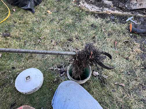 tree roots are a big cause of sewer line issues.