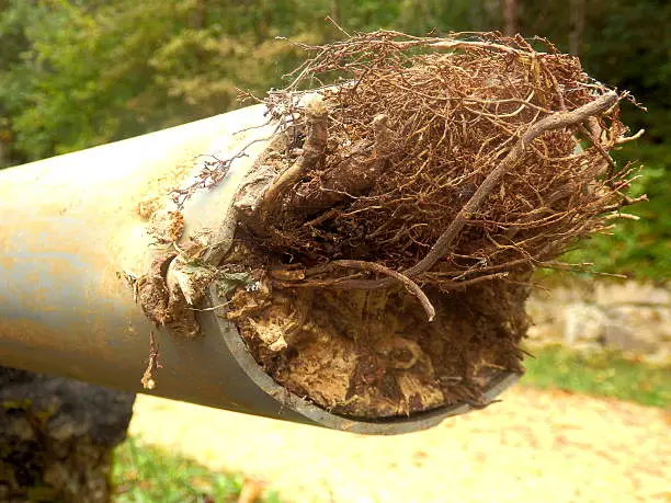 tree roots causing a sewer line clog.