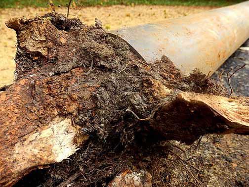 learn about tree root prevention