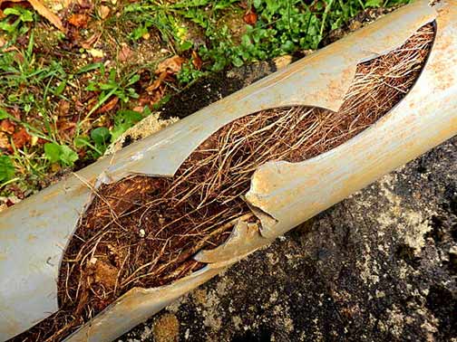 a sewer tree root intrusion.